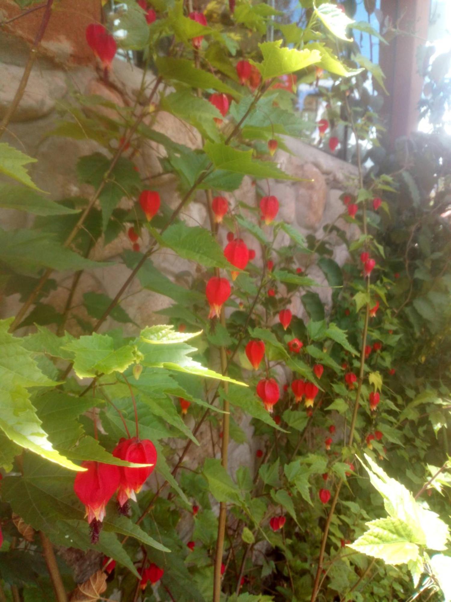 Ecolodge Ccatan Urubamba Εξωτερικό φωτογραφία